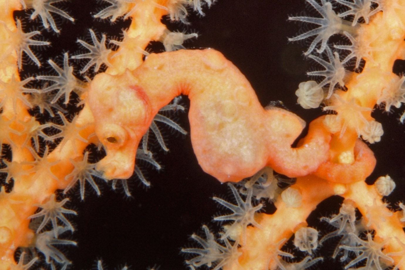 Denise-Zwergseepferdchen (Hippocampus denise) Denise-Zwergseepferdchen (Hippocampus denise)
