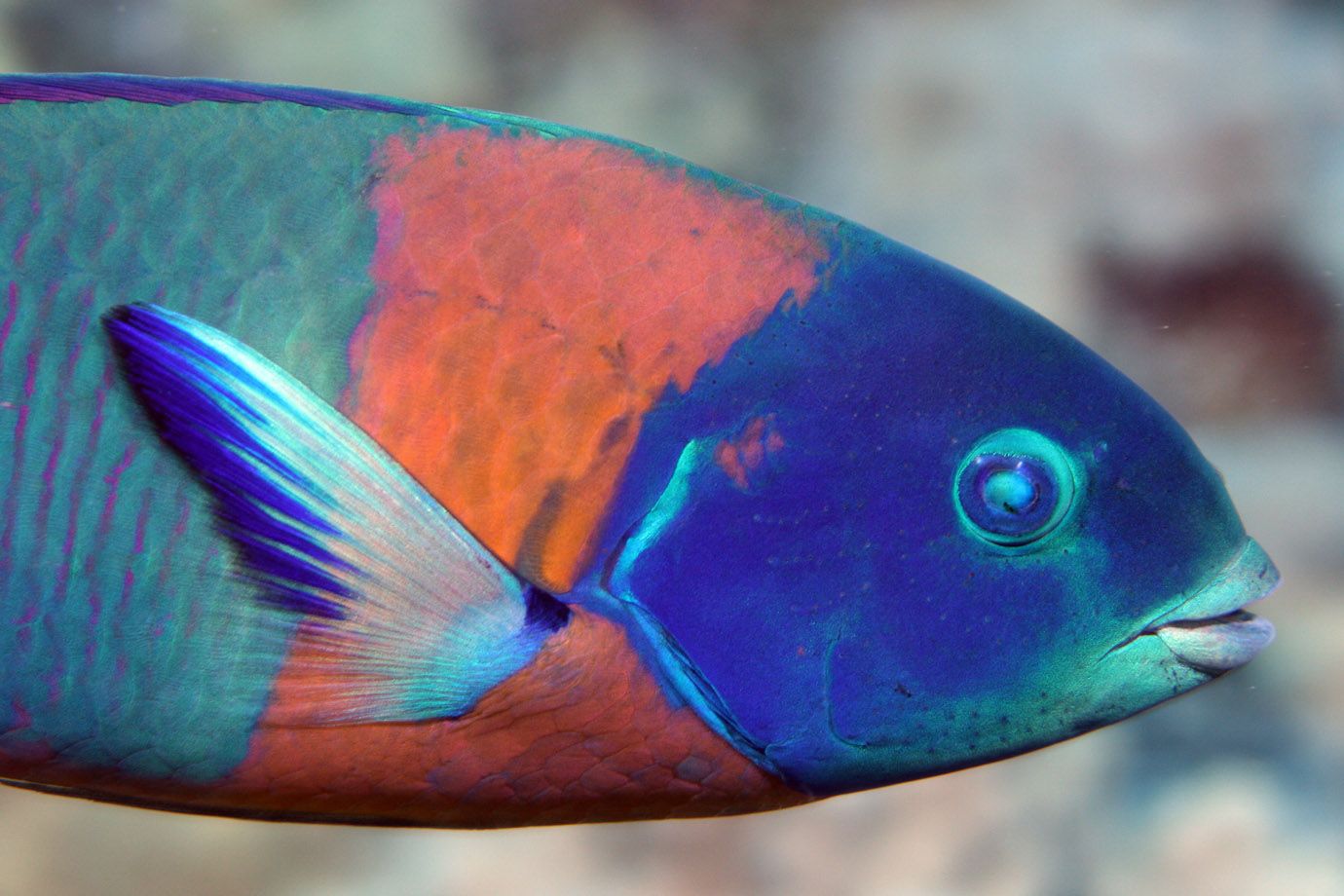 Duperreys Junker (Thalassoma duperrey)