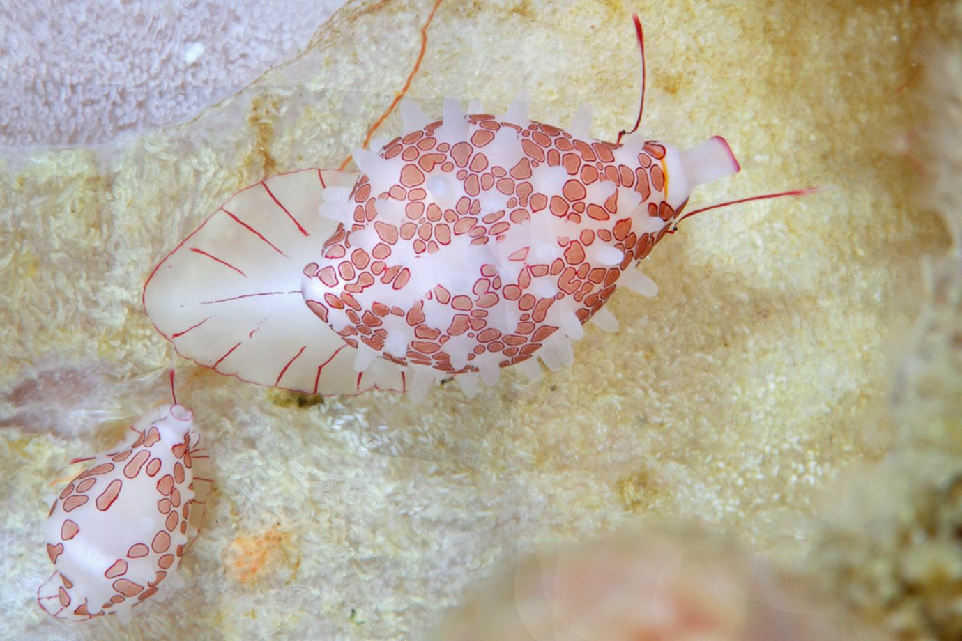 Art aus Familie der Eischnecken (Ovulidae)