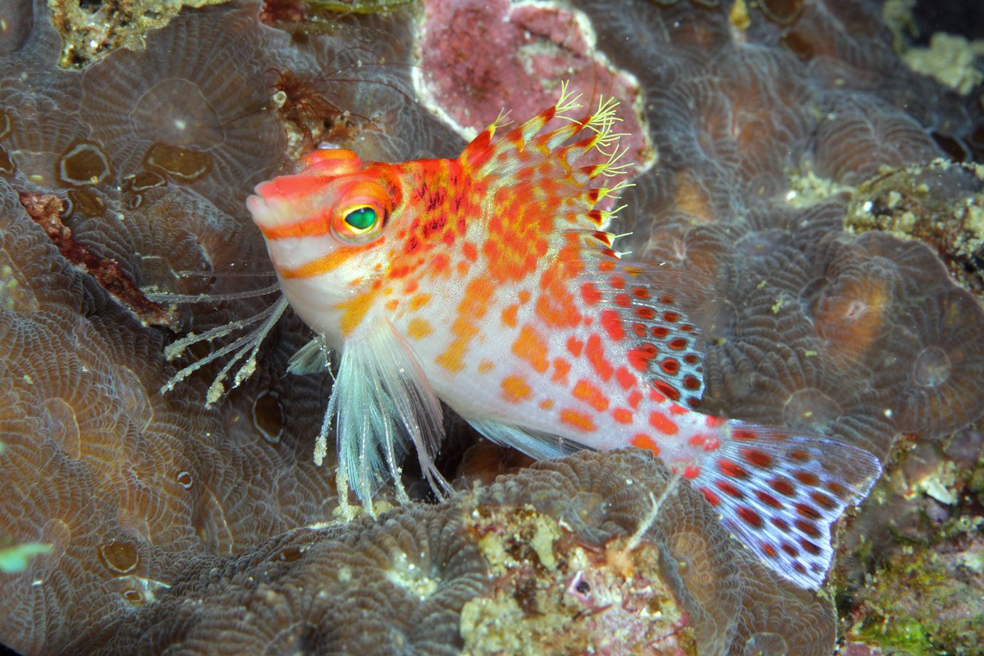 Falks Korallenwächter (Cirrhitichthys falco) Falks Korallenwächter (Cirrhitichthys falco)