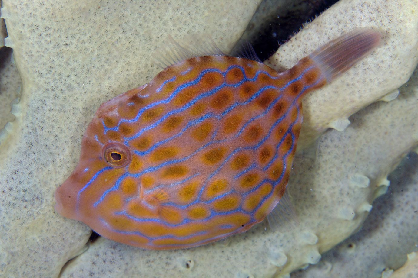 Feilenfisch (Familie: Monacanthidae)