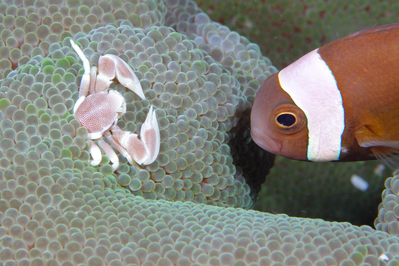 Fleckentupfenanemonenkrabbe (Neopetrolisthes maculatus) Fleckentupfenanemonenkrabbe (Neopetrolisthes maculatus)