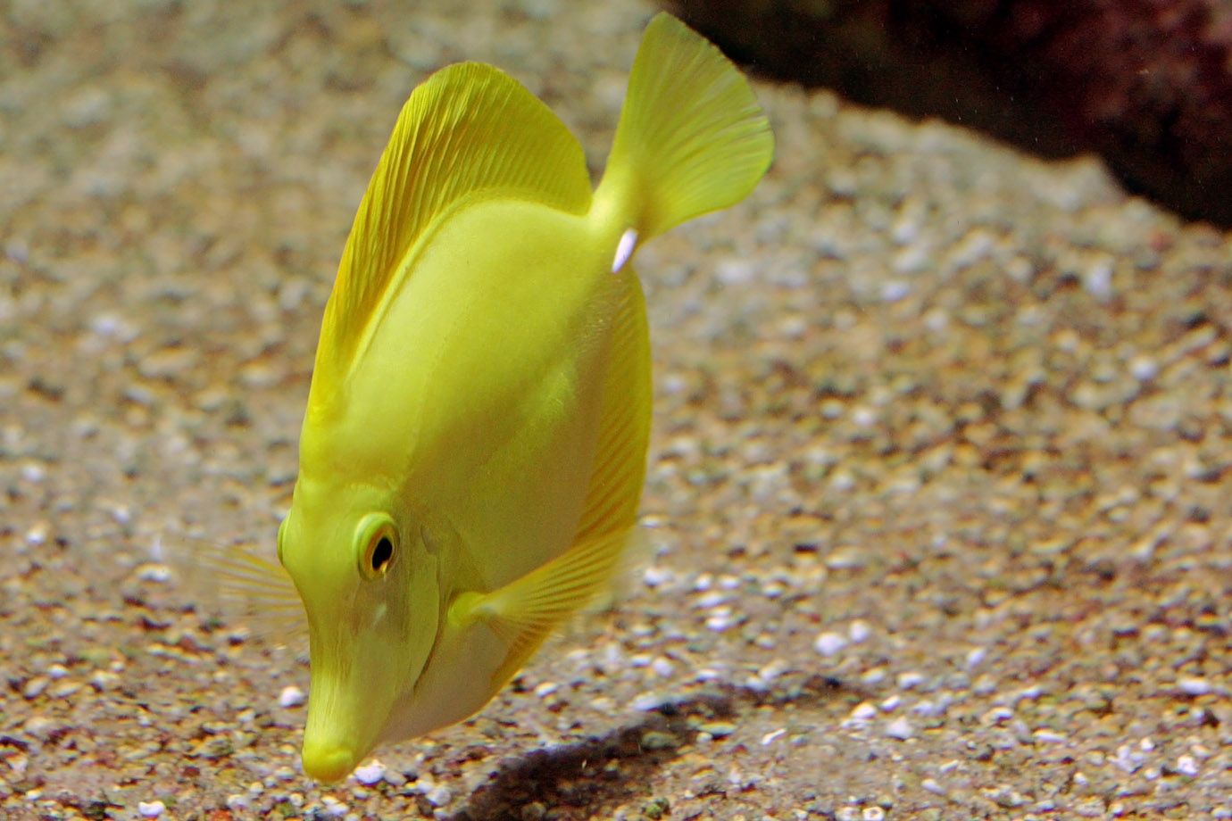Gelber Segelflossendoktor (Zebrasoma flavescens) Gelber Segelflossendoktor (Zebrasoma flavescens)