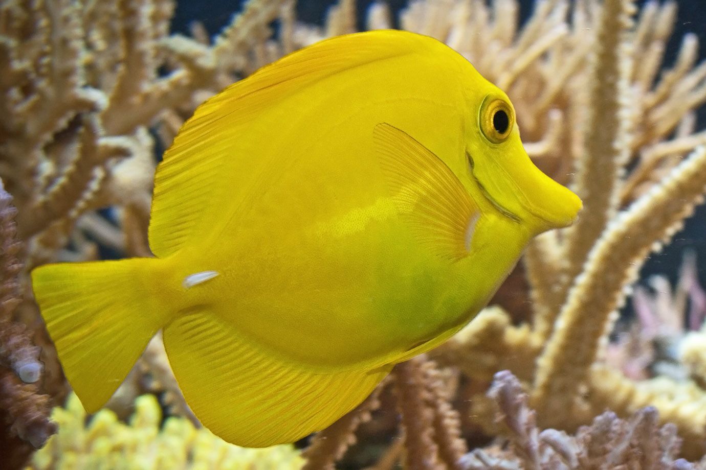 Gelber Segelflossendoktor (Zebrasoma flavescens) Gelber Segelflossendoktor (Zebrasoma flavescens)