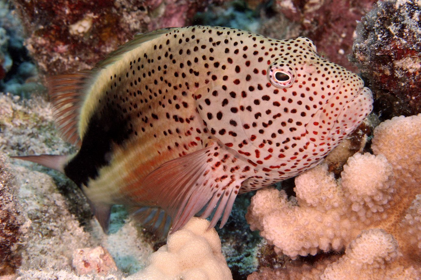 Gestreifter Korallenwächter (Paracirrhites forsteri)