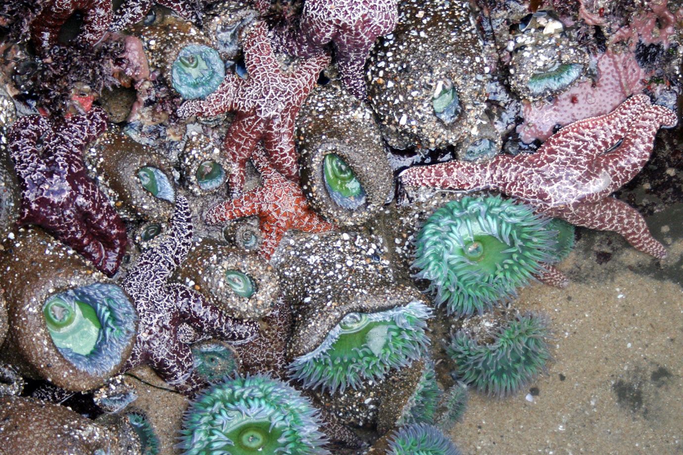 Gezeitentümpel mit Seesternen (Dermasterias), Seeanemonen (Anthopleura) und Schwämmen Gezeitentümpel mit Seesternen (Dermasterias), Seeanemonen (Anthopleura) und Schwämmen
