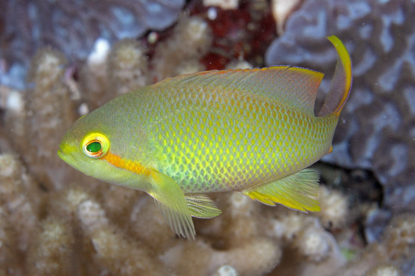 Grüner Fahnenbarsch (Pseudanthias huchtii)