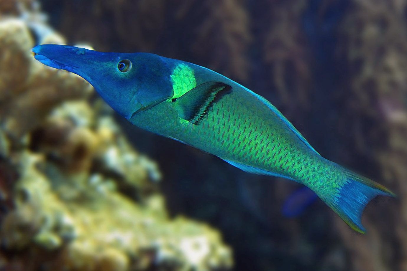 Grüner Vogel-Lippfisch (Gomphosus varius) Grüner Vogel-Lippfisch (Gomphosus varius)