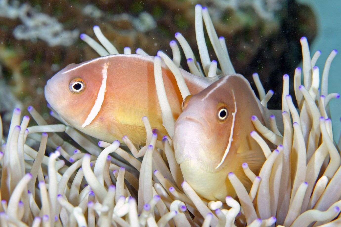 Halsband-Anemonenfisch (Amphiprion perideraion)
