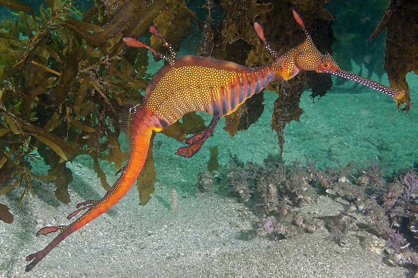 Kleiner Fetzenfisch - Seedrache (Phyllopteryx taeniolatus) Kleiner Fetzenfisch - Seedrache (Phyllopteryx taeniolatus)