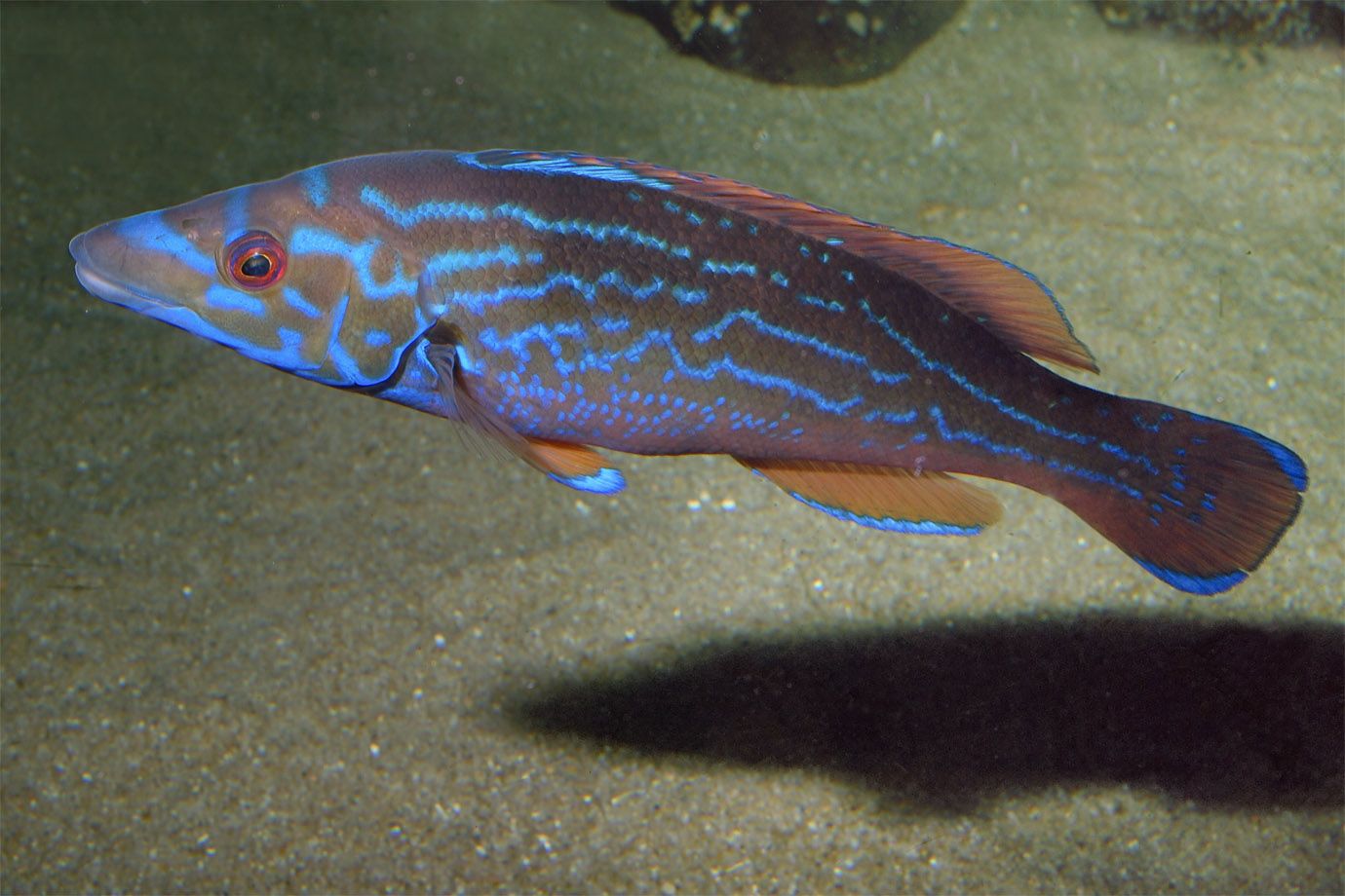 Kuckuckslippfisch (Labrus mixtus) Kuckuckslippfisch (Labrus mixtus)