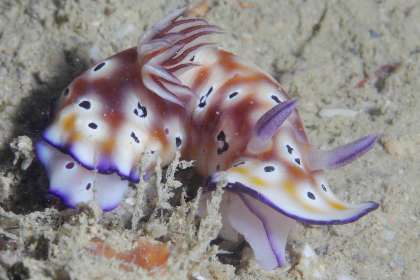 Nacktkiemer (Unterordnung: Nudibranchia)