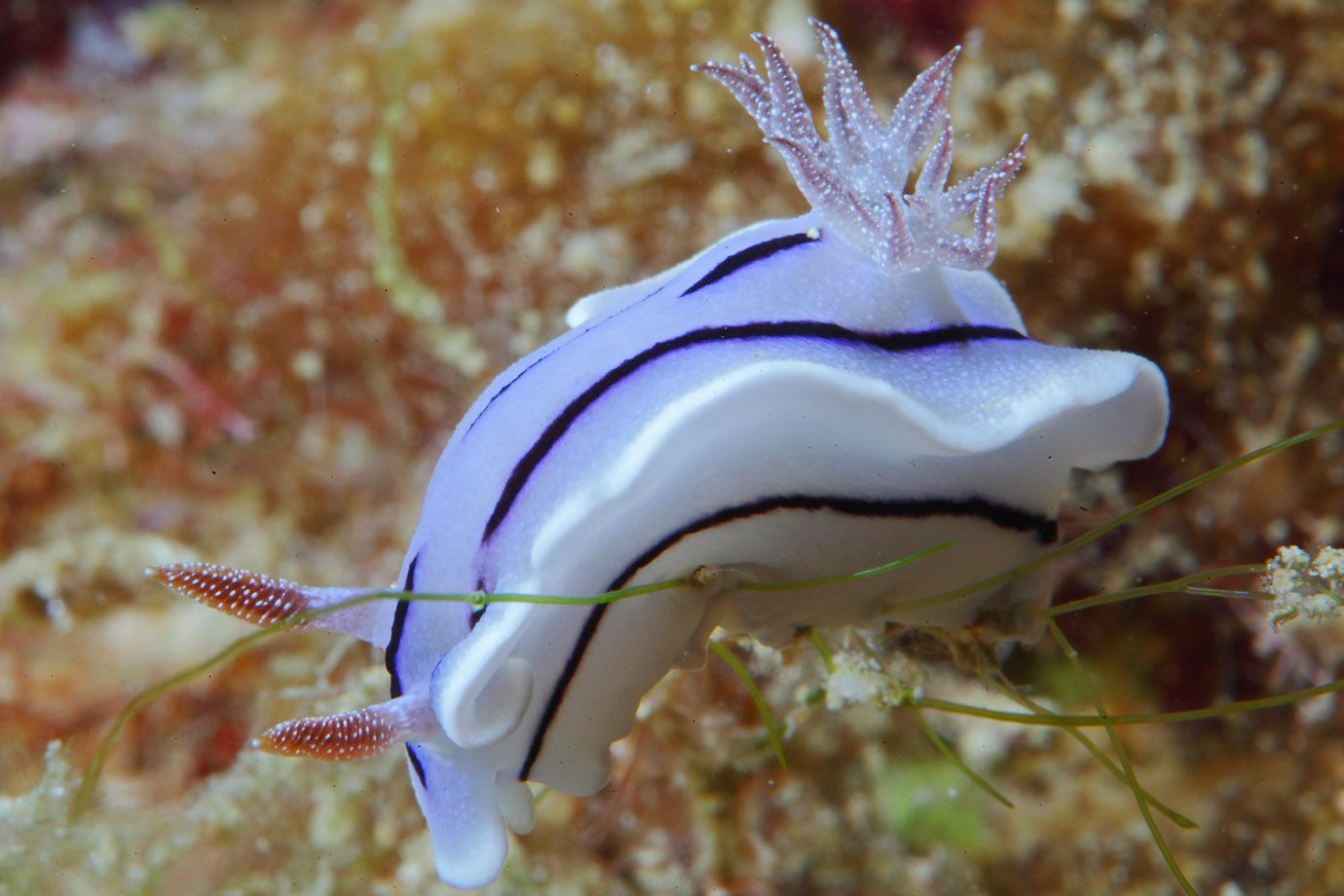 Art aus Unterordnung der Nacktkiemer (Nudibranchia) Art aus Unterordnung der Nacktkiemer (Nudibranchia)