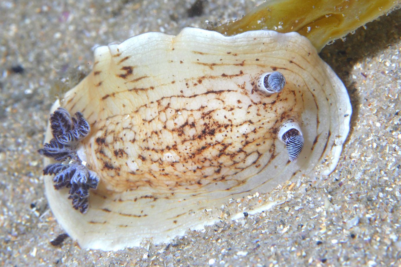 Nacktkiemer (Unterordnung: Nudibranchia) Nacktkiemer (Unterordnung: Nudibranchia)