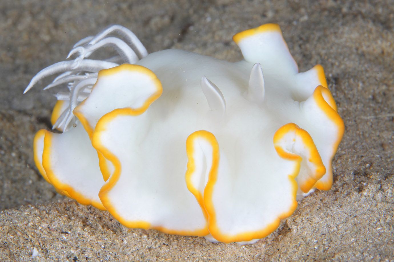 Nacktkiemer (Unterordnung: Nudibranchia) Nacktkiemer (Unterordnung: Nudibranchia)