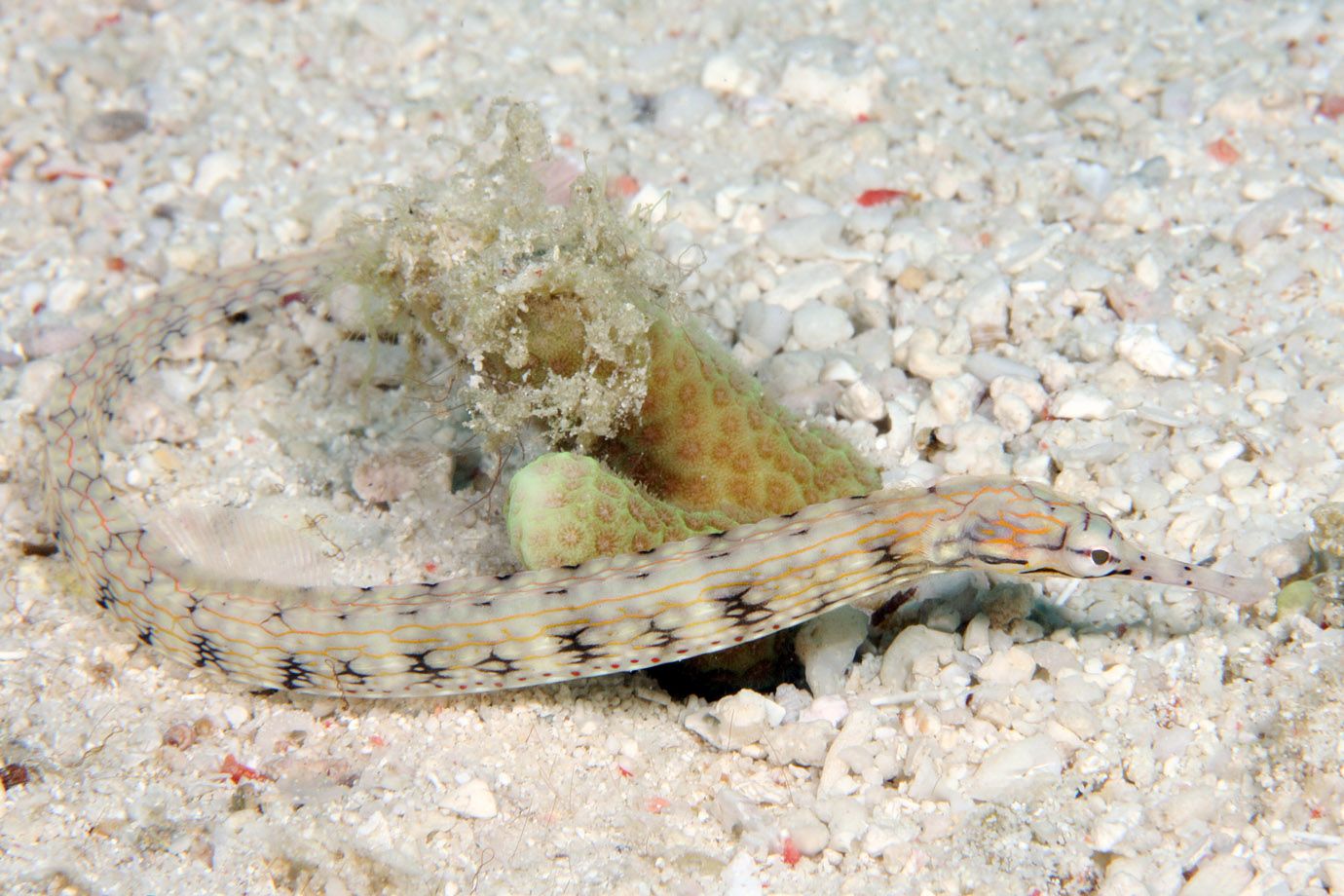 Netzseenadel (Corythoichthys flavofasciatus)