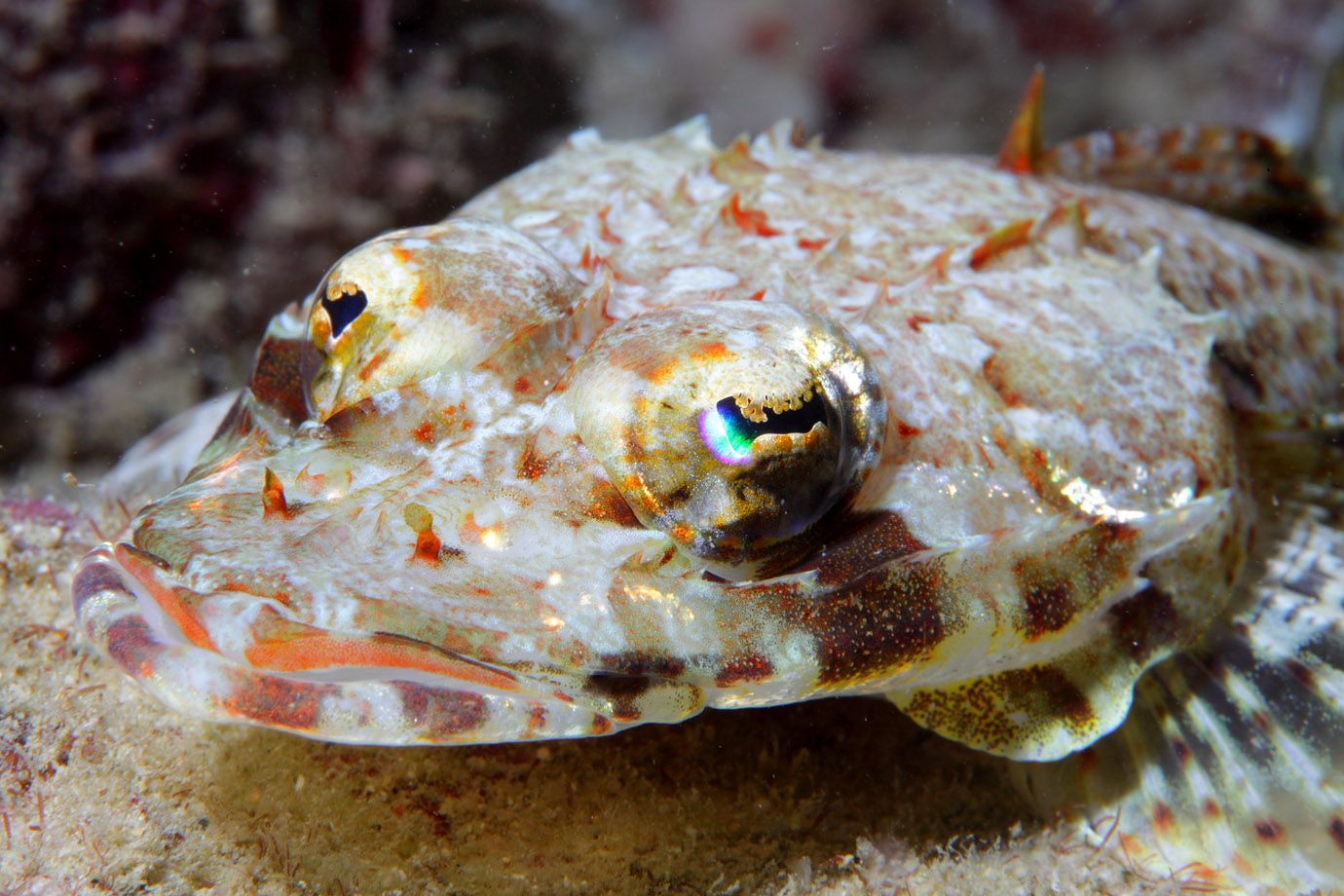 Plattkopf (Familie: Platycephalidae)