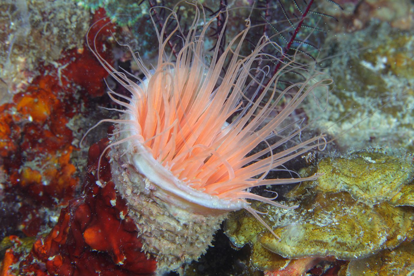 Seeanemone (Art aus Ordnung Actiniaria) Seeanemone (Art aus Ordnung Actiniaria)