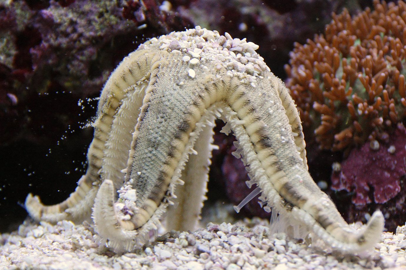 Seestern (Klasse: Asteroidea)