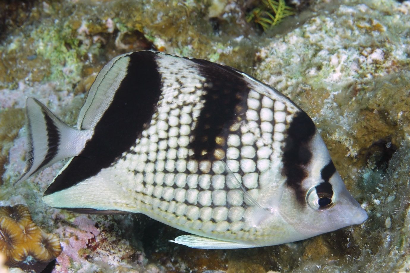 Silber-Gitterfalterfisch (Chaetodon argentatus)