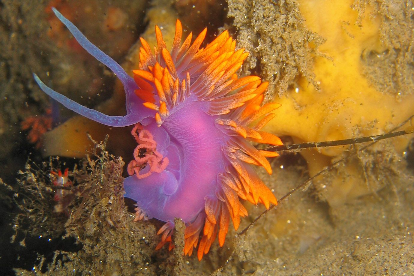 Spanischer Schal (Flabellina iodinea) Spanischer Schal (Flabellina iodinea)