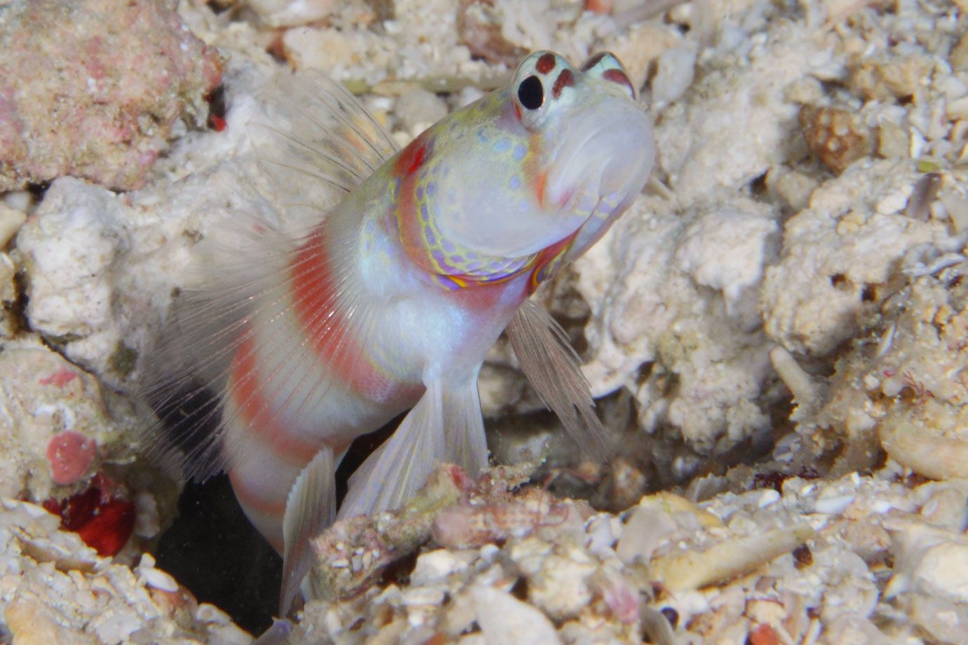 Wächtergrundel aus Familie der Grundeln (Gobiidae) Wächtergrundel aus Familie der Grundeln (Gobiidae)