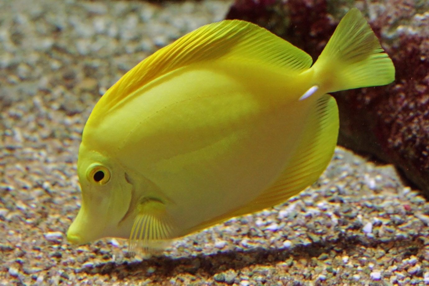 Gelber Segelflossendoktor (Zebrasoma flavescens) Gelber Segelflossendoktor (Zebrasoma flavescens)