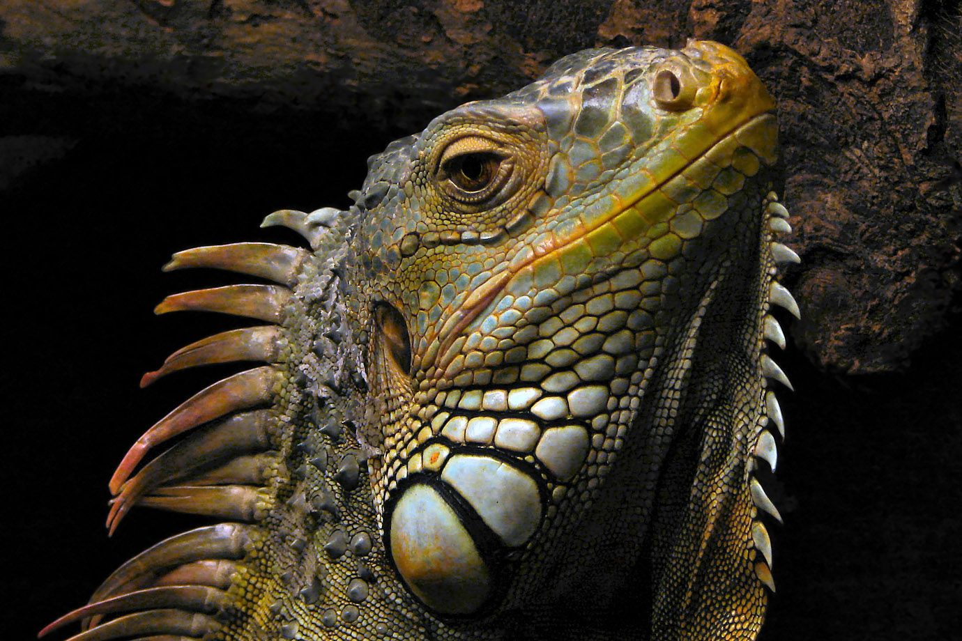 Grüner Leguan (Iguana iguana) Grüner Leguan (Iguana iguana)