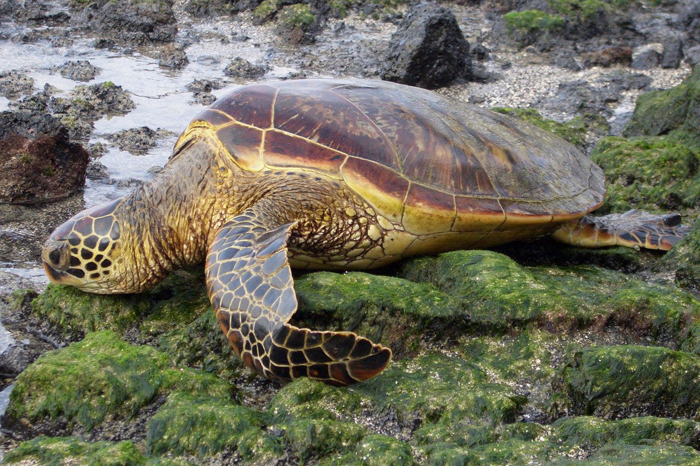 Suppenschildkröte (Chelonia mydas) Suppenschildkröte (Chelonia mydas)