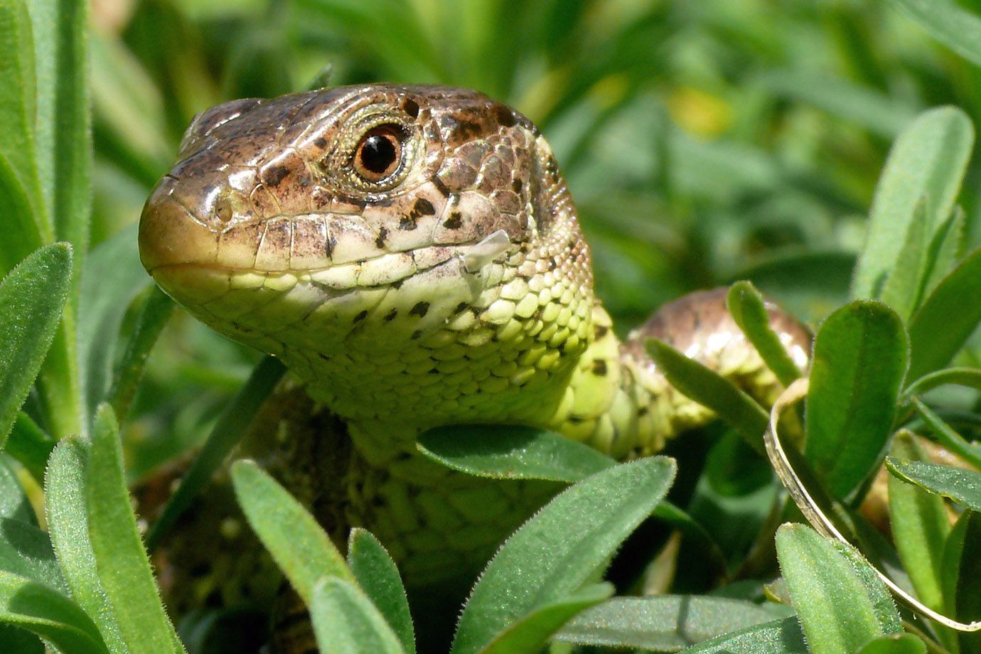 Zauneidechse (Lacerta agilis) Zauneidechse (Lacerta agilis)