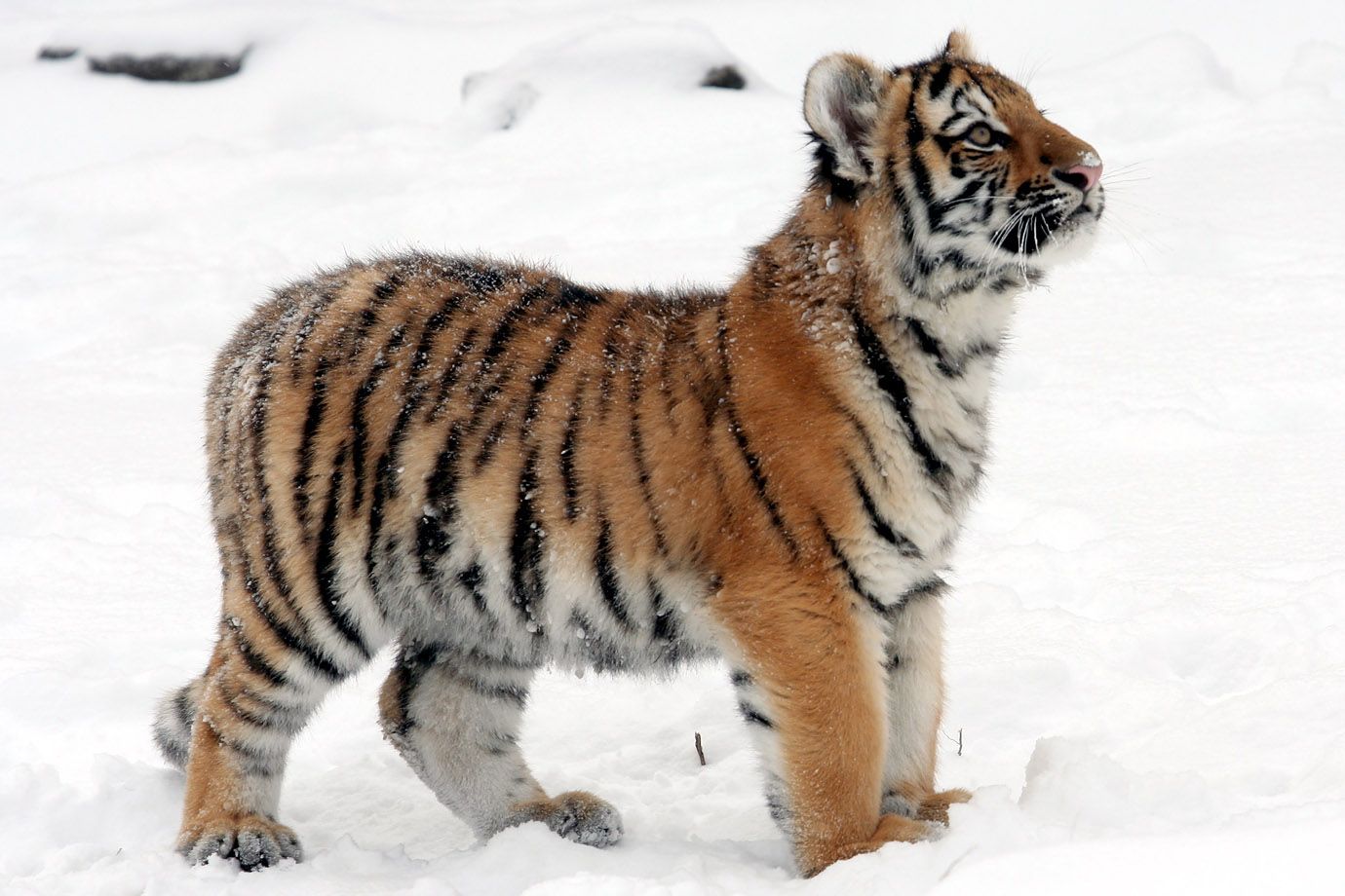 Amurtiger-Junges (Panthera tigris altaica) Amurtiger-Junges (Panthera tigris altaica)