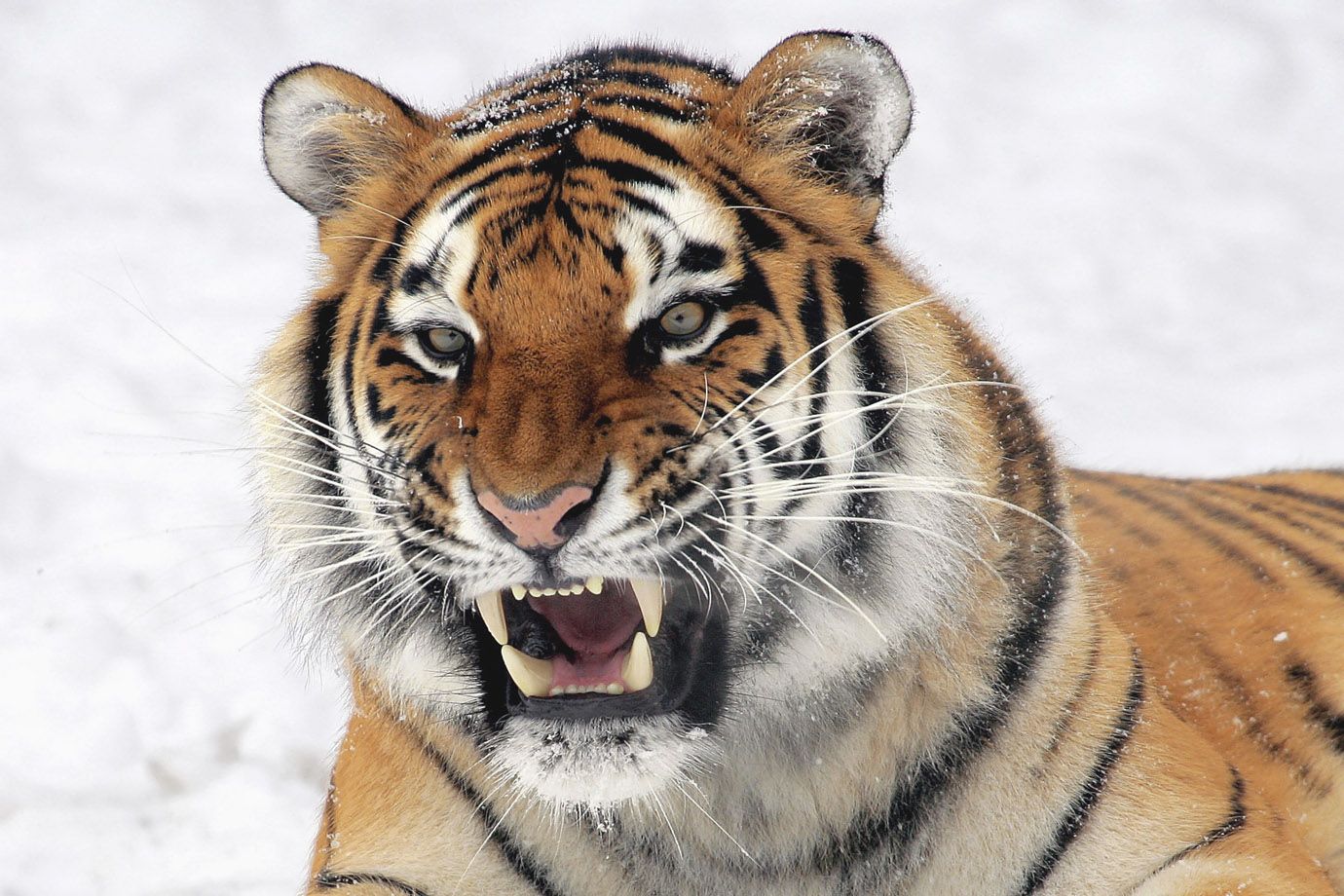 Amurtiger (Panthera tigris altaica) Amurtiger (Panthera tigris altaica)