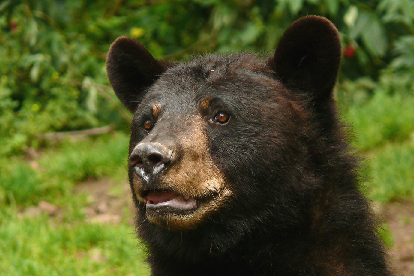 Baribal (Ursus americanus) Baribal (Ursus americanus)