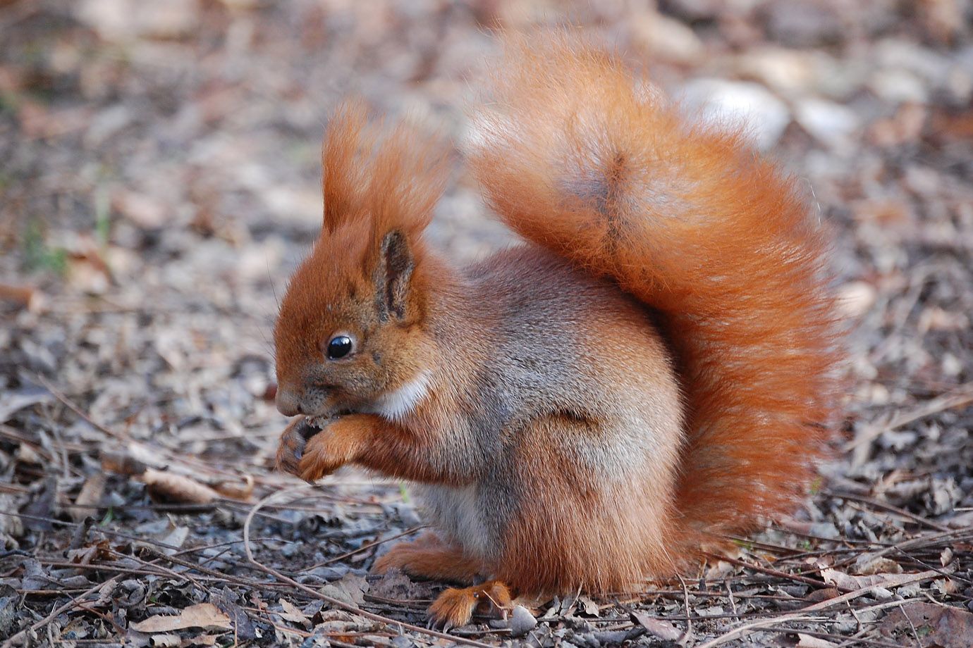 dieses Eichhörnchen zeigt die im Winter auffallend langen Ohrpinsel