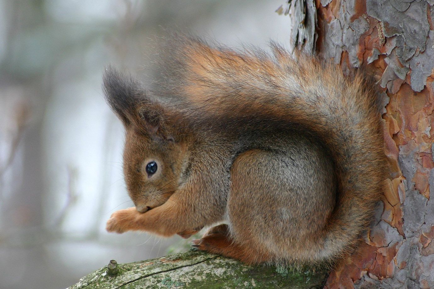 Eichhörnchen im Februar in Finnland Eichhörnchen im Februar in Finnland