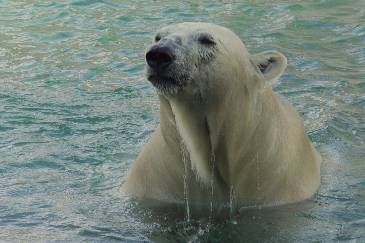 Eisbär (Ursus maritimus) Eisbär (Ursus maritimus)