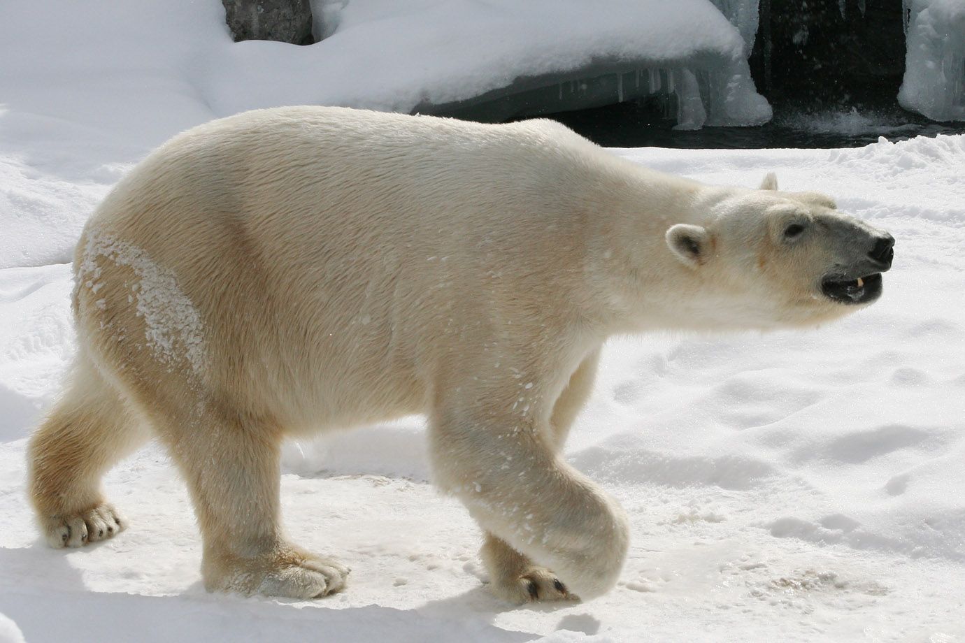 Eisbär (Ursus maritimus) Eisbär (Ursus maritimus)