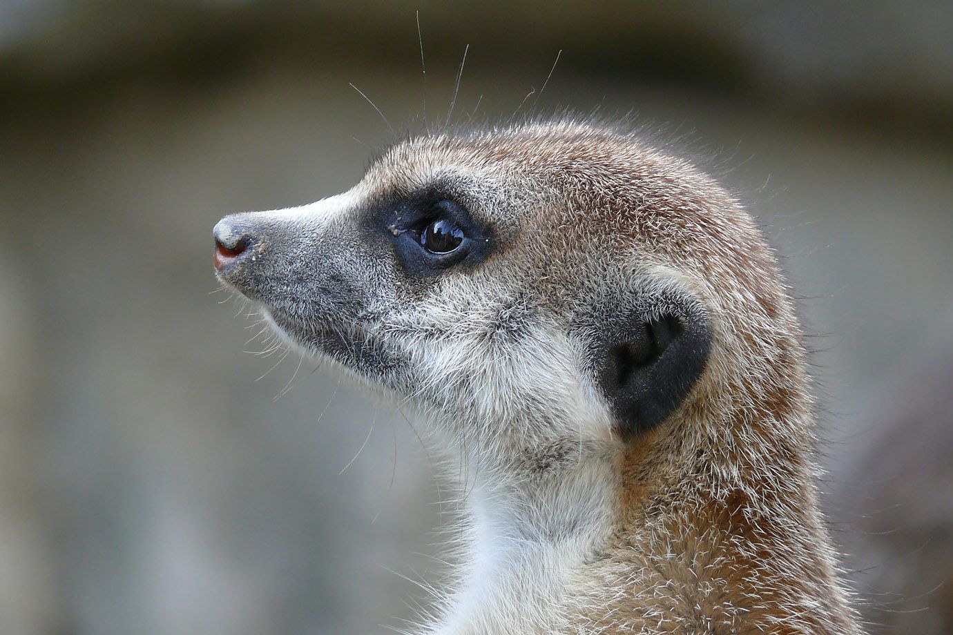 im Profil hat das ausdrucksstarke Gesicht wieder einen anderen Charakter