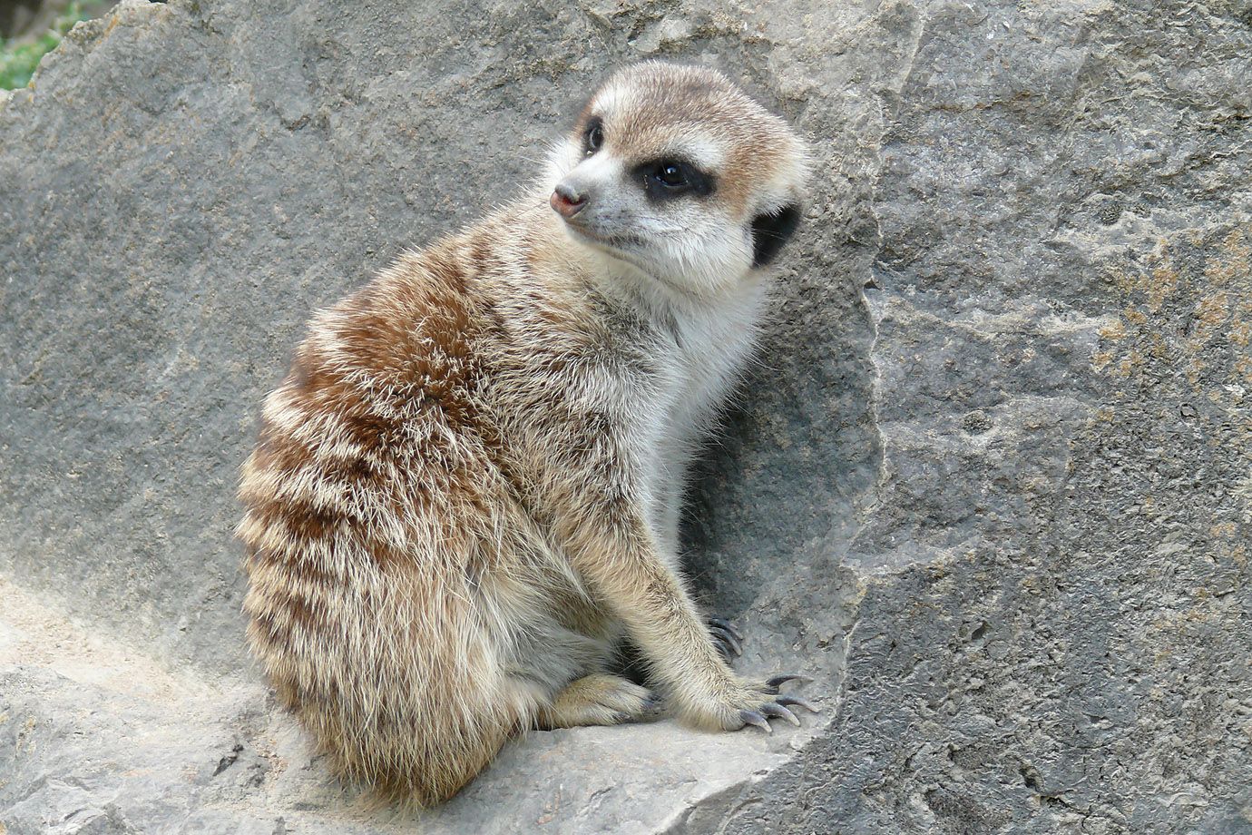 Erdmännchen mit fragendem Blick