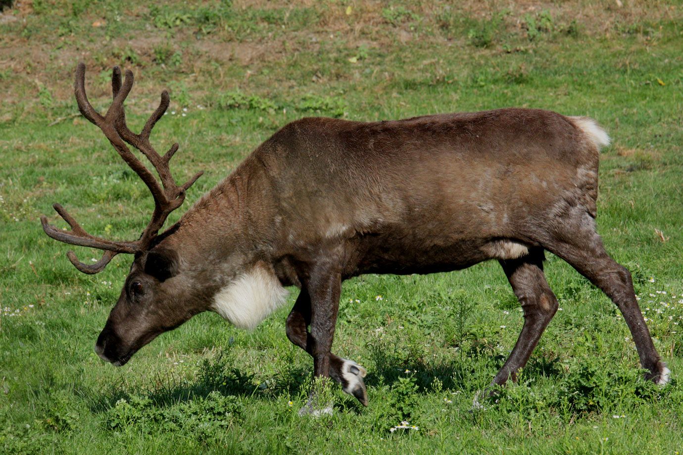 Eurasisches Tundraren (Rangifer tarandus tarandus) Eurasisches Tundraren (Rangifer tarandus tarandus)