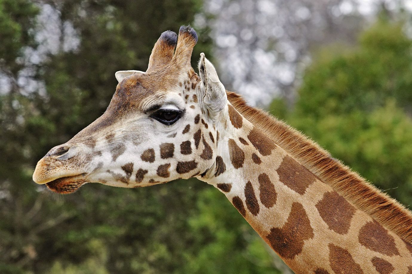 Giraffe (Giraffa carmelopardalis)