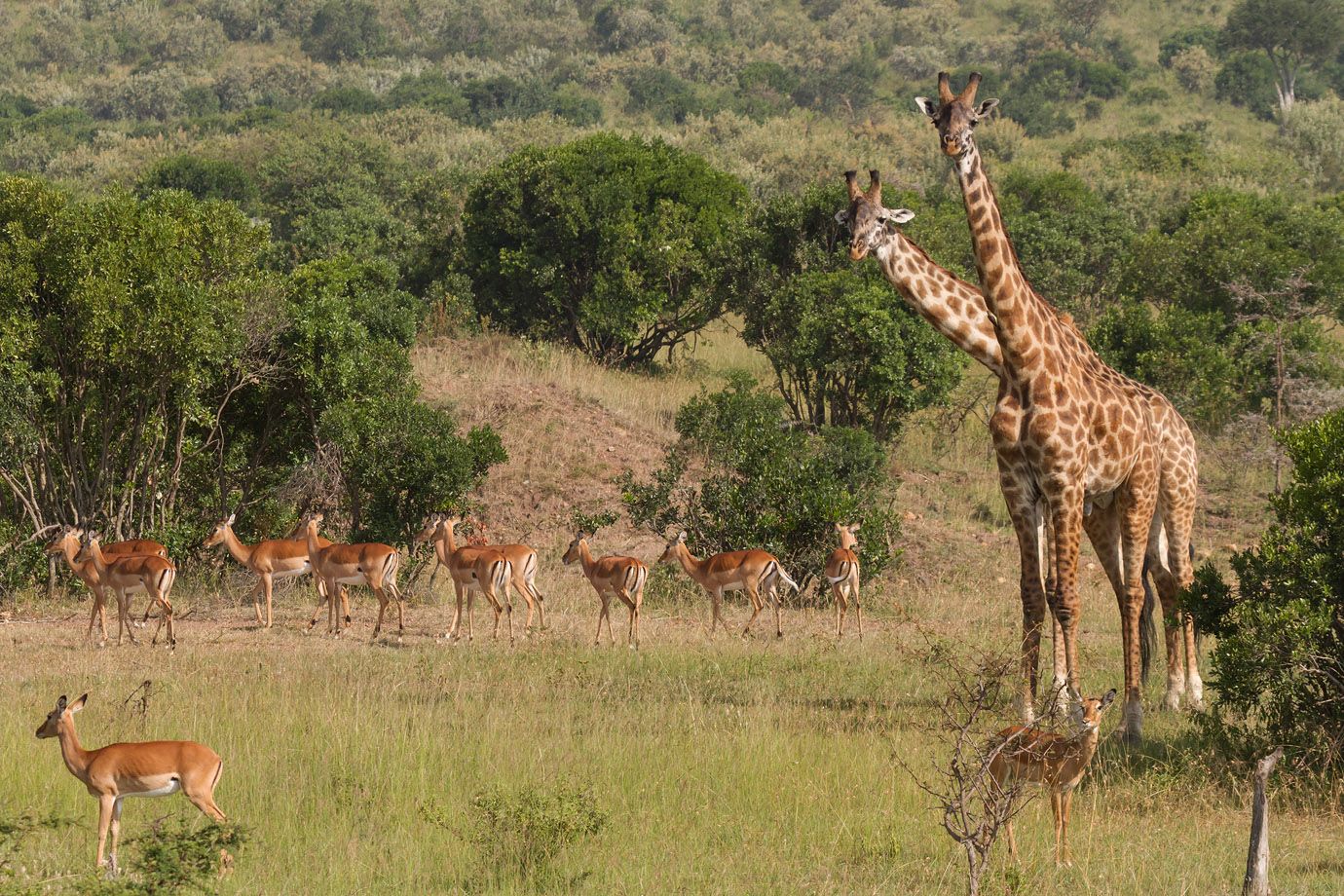 Giraffen (Giraffa camelopardalis) und Impalas (Aepyceros melampus) Giraffen (Giraffa camelopardalis) und Impalas (Aepyceros melampus)
