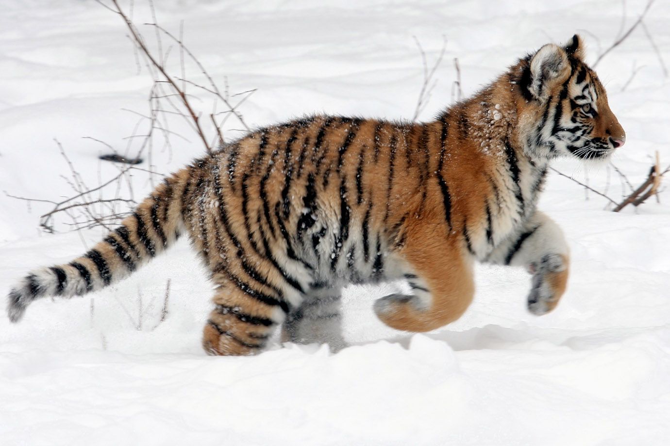 Sibirischer Tiger (Panthera tigris altaica) Sibirischer Tiger (Panthera tigris altaica)