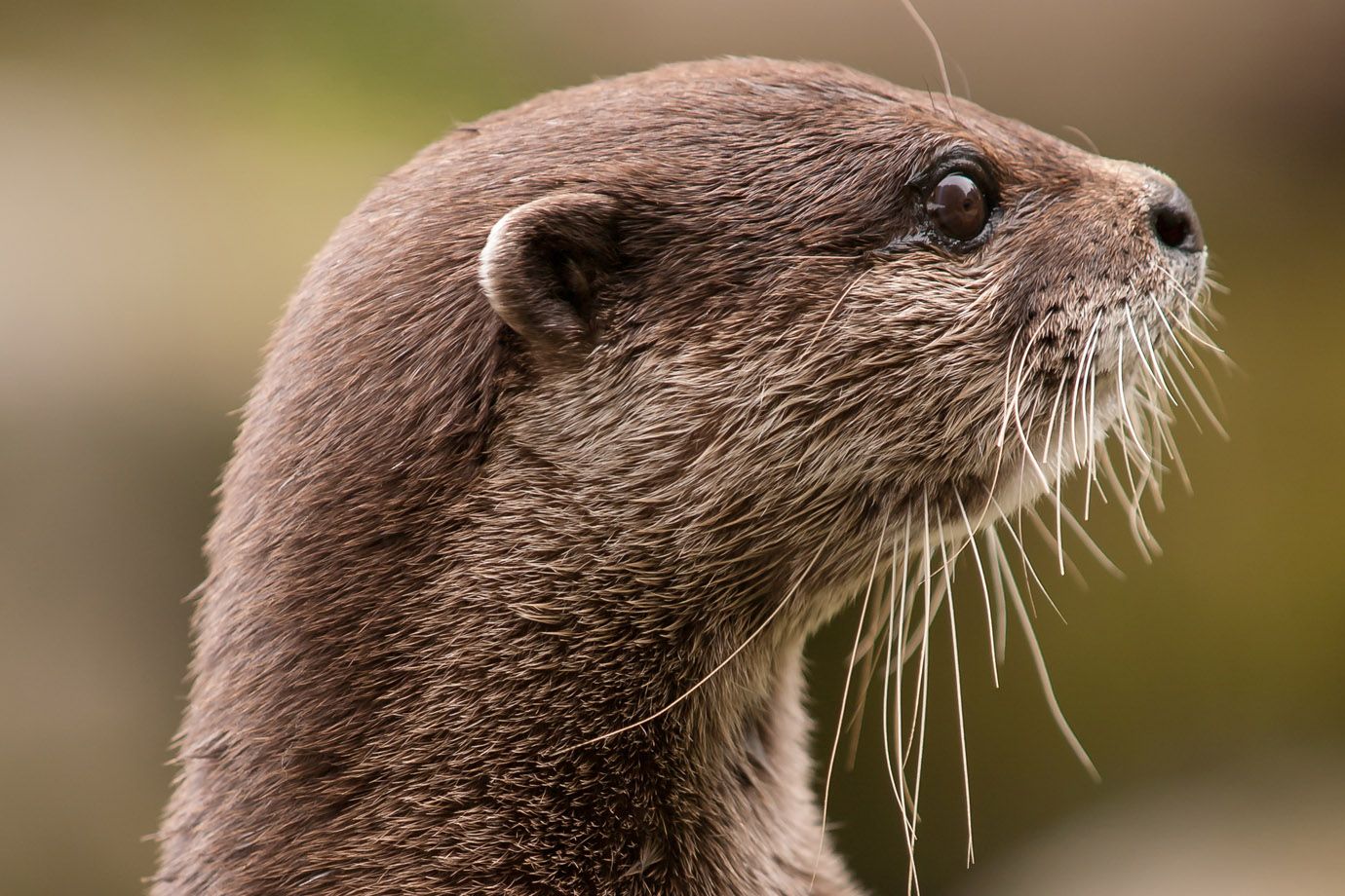 Kurzkrallenotter - Zwergotter (Aonyx cinerea)