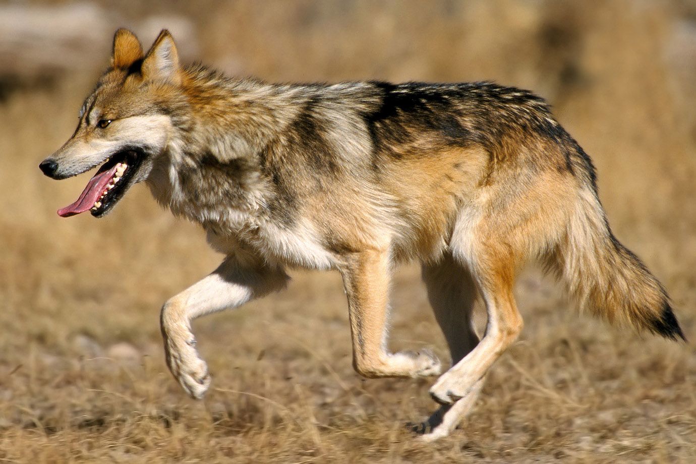 Mexikanischer Wolf (Canis lupus baileyi) Mexikanischer Wolf (Canis lupus baileyi)