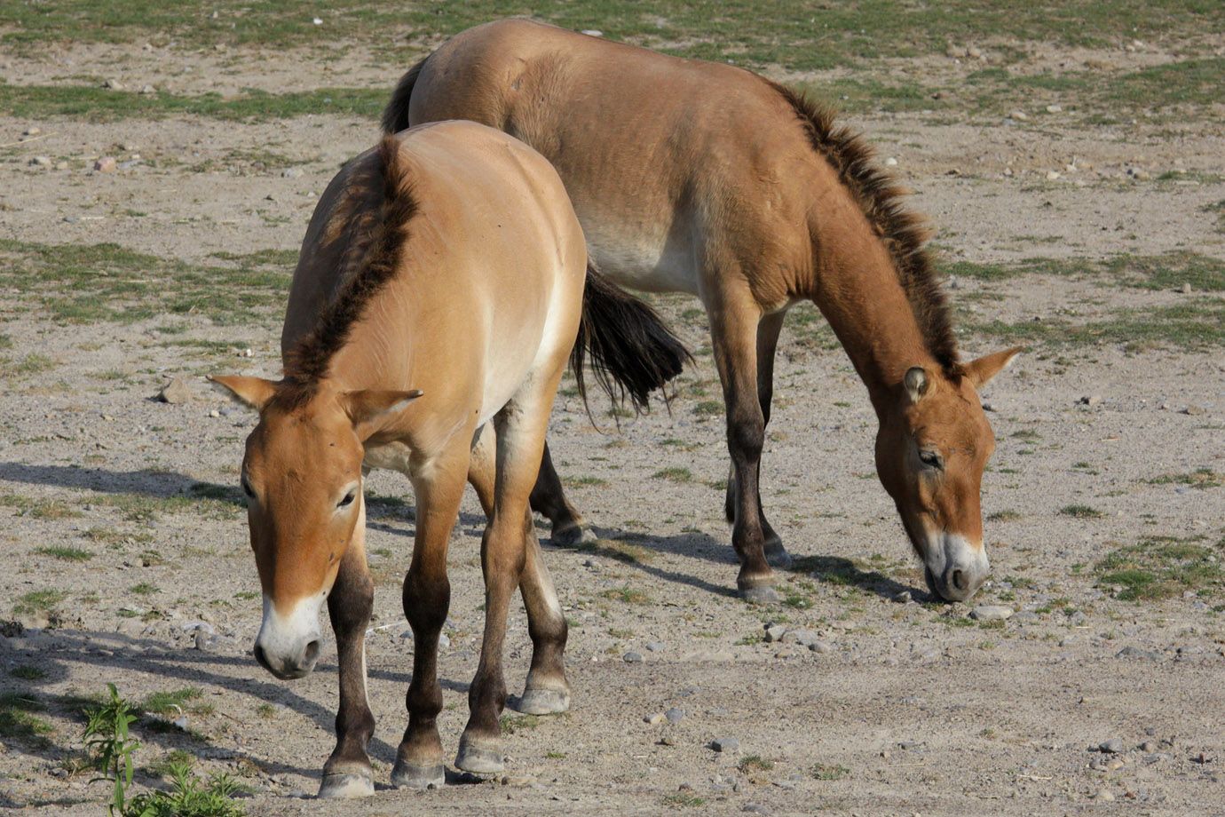 Przewalski-Pferde (Equus ferus przewalskii)