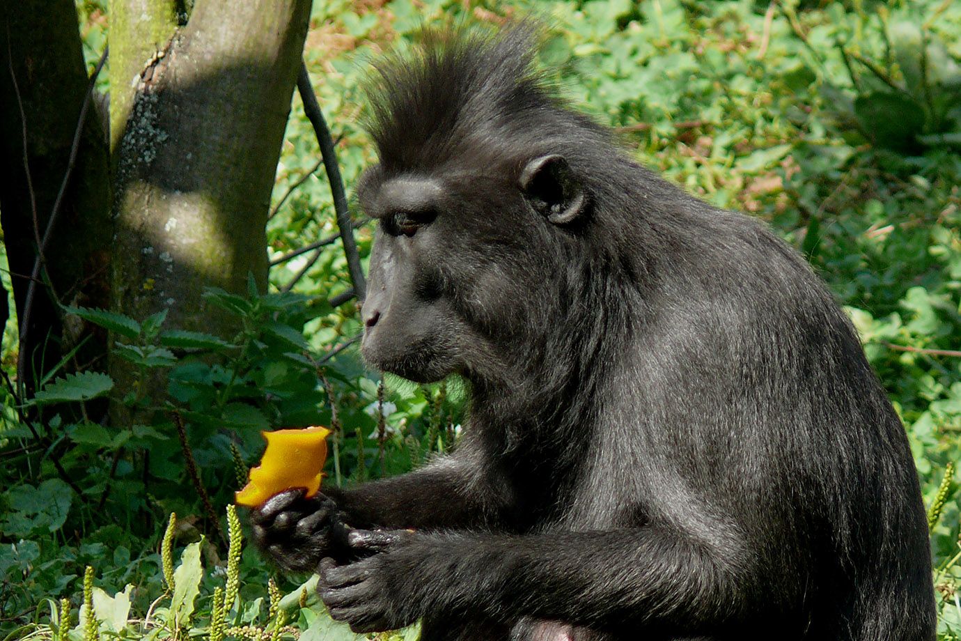 Schopfaffe (Macaca nigra) Schopfaffe (Macaca nigra)
