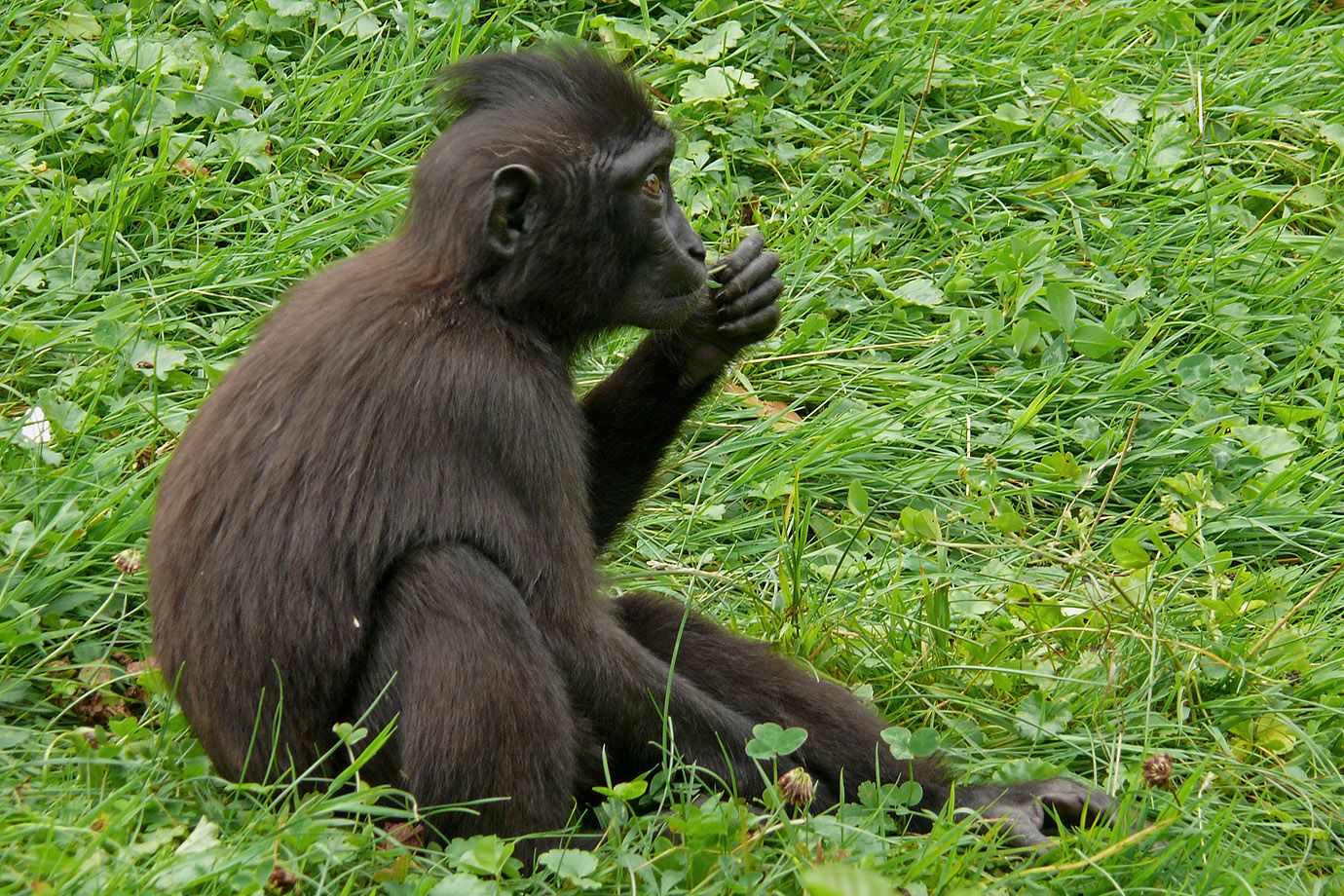 Schopfmakak Jungtier (Macaca nigra)