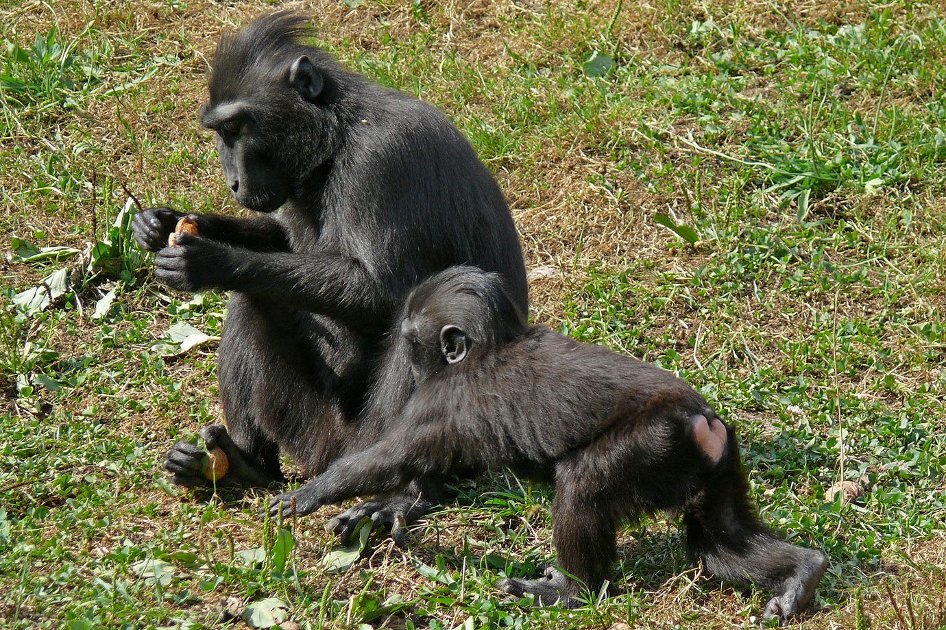 Schopfmakaken (Macaca nigra) beim Essen