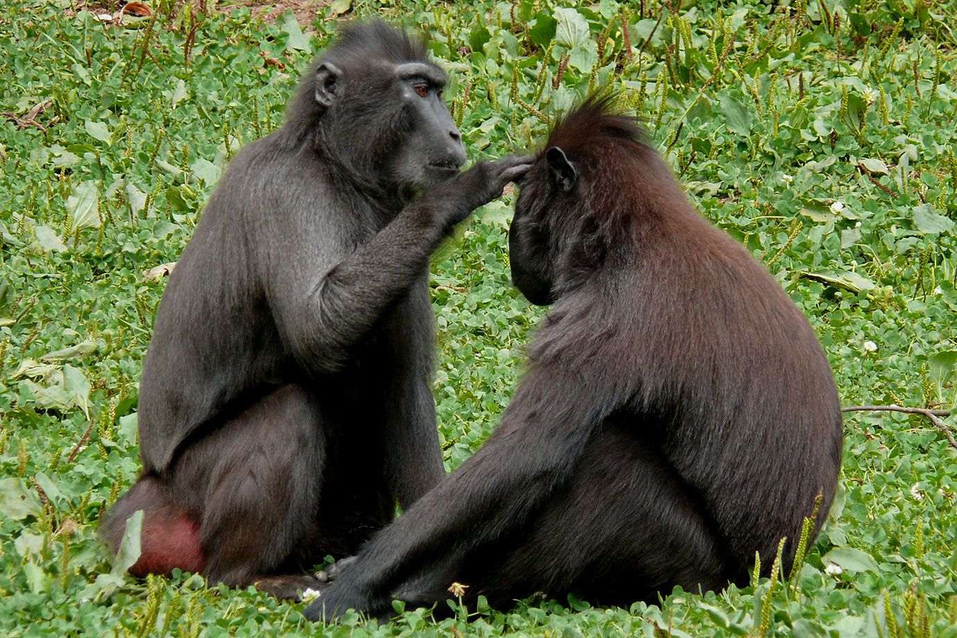 Schopfmakaken (Macaca nigra) lausen sich